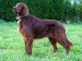 250px-Can_Setter_dog_GFDL